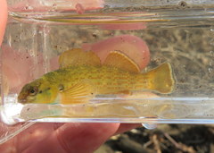 Etheostoma camurum
