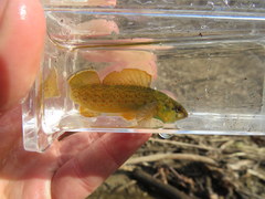 Etheostoma camurum