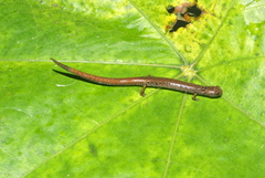 Nototriton nelsoni