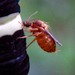 Ceratopogonidae - Photo (c) Kenneth Lorenzen,  זכויות יוצרים חלקיות (CC BY-NC), uploaded by Kenneth Lorenzen