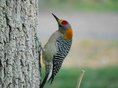 Melanerpes aurifrons