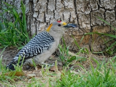 Melanerpes aurifrons