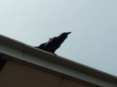 Corvus coronoides