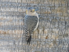 Melanerpes aurifrons