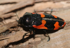 Castiarina bremei