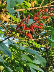 Erythrina crista-galli