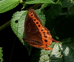 Oxeoschistus simplex