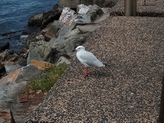 Chroicocephalus novaehollandiae