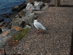 Chroicocephalus novaehollandiae