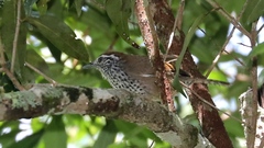 Pheugopedius maculipectus