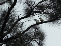 Cacatua sanguinea