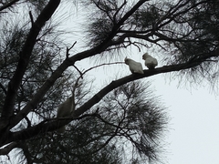 Cacatua sanguinea