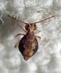 Ptenothrix maculosa