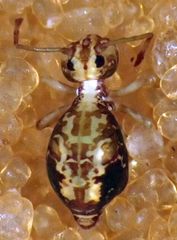 Ptenothrix maculosa