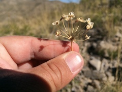 Allium kunthii