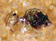 Ptenothrix maculosa