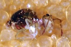 Ptenothrix maculosa