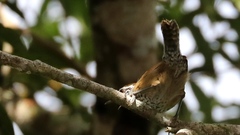 Pheugopedius maculipectus