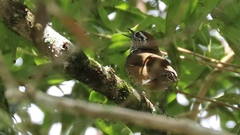 Pheugopedius maculipectus