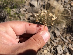 Allium kunthii
