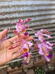 Myrmecophila tibicinis