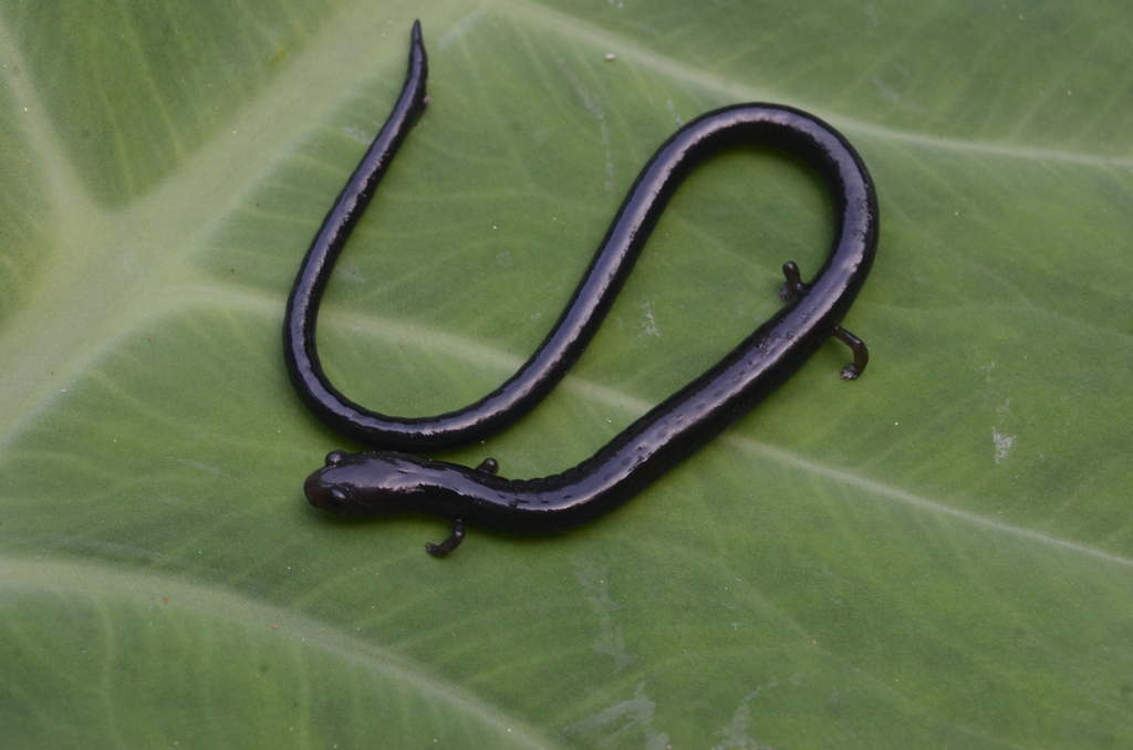 Pico Bonito Worm Salamander