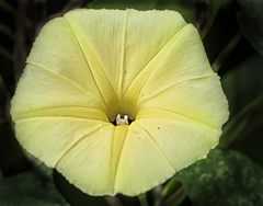 Ipomoea ochracea