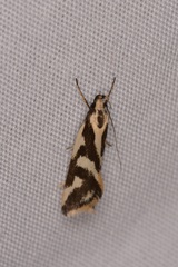 Epithymema incomposita