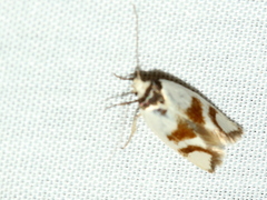 Antipterna trilicella