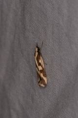 Epithymema incomposita
