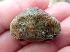 Eurynolambrus australis