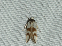 Antipterna trilicella