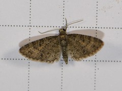 Eupithecia jejunata