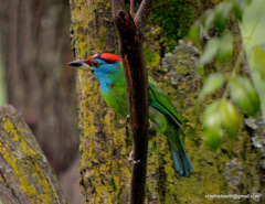 Psilopogon asiaticus