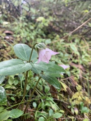 Pseudotrillium rivale