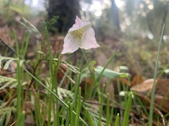 Pseudotrillium rivale