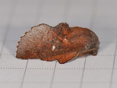 Phyllodesma occidentis