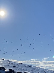 Corvus brachyrhynchos brachyrhynchos