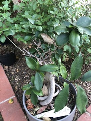 Ficus retusa