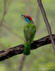 Psilopogon asiaticus