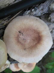 Lentinula raphanica