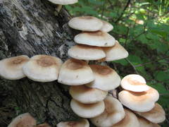 Lentinula raphanica