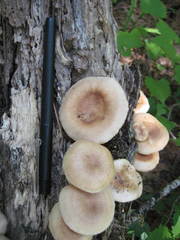 Lentinula raphanica