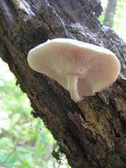 Lentinula raphanica