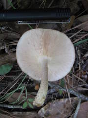 Lentinula raphanica