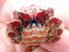 Eurynolambrus australis