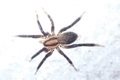 Zora hespera