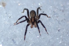 Zora hespera