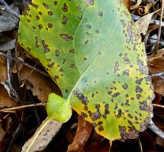 Pemphigus obesinymphae