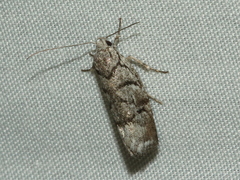 Lichenaula onychodes